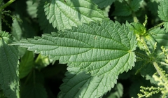 Ovo su moći KOPRIVE