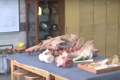 Otkriven fosil četvoronožnog kita