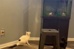 Znatiželjna mačka odbila da posluša vlasnicu pa požalila