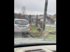 POLICIJA KAZNILA PROLAZNIKA SNIMATELJA Snimak okrutnosti prema psu uznemirio bh. javnost (VIDEO) 