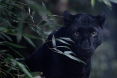 Objavljeno hitno upozorenje: Mole se građani da izbjegavaju šumu kod Apatina, stigle "stručne službe" i ekipa ZOO vrt "Palić 