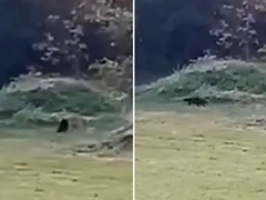 SNIMLJEN "PANTER" ?!! DA LI JE OVO PRIMJERAK NESTAO U AUSTRIJI? /VIDEO/ I dalje traje potraga u okolini Apatina