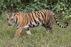 Tigrice ubile čuvara i pobjegle iz zoološkog vrta