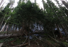 Ekološka KATASTROFA kod Višegrada: Oko 80 odsto stabala Pančićeve omorike zahvatio požar