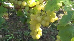 Krstovdanski običaj koji morate ispoštovati: Ako želite da vas prati zdravlje i sreća, danas jedite ovo voće