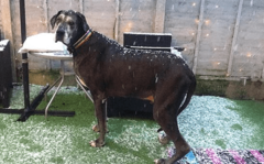 NJEŽNI DIV Uginuo Fredi, najviši pas na svijetu