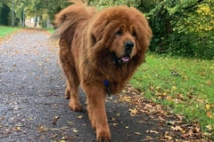 S ovim psima svi žele da se slikaju, miješaju ih s lavovima