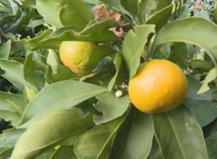 Čuvaju zdravlje srca: Kako mandarine čuvaju kožu i oči i zašto je VAŽNO DA IH JEDETE što više