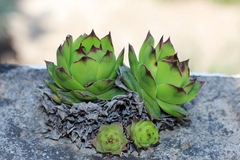 Čuvarkuća, riznica zdravlja - evo kako se sve koristi