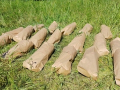 Pronađena plantaža marihuane u Doboju, ne zna se čija je