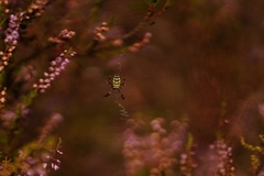 Četiri načina kako da se riješite paukova iz kuće