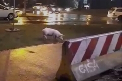 Prase prošetalo na kružnom toku u Banjaluci