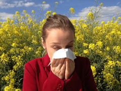 Visoka koncentracija polena ambrozije