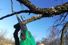 Pet grešaka prilikom rezidbe voćaka