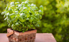 Bosiljak kao idealan saveznik u borbi protiv stresa i hipertenzije