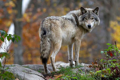 Užas u BiH: Vuk zaklao četiri psa i kozu na farmi