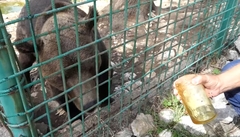 Medo na Vlašiću jede iz ruke (FOTO)