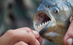 Upecana pirana u Savi