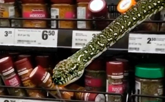Piton od tri metra iskočio s police u supermarketu u Sidneju: Bio je 20 centimetara od mog lica