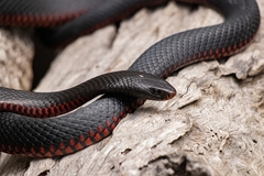Otrovnu zmiju otrgli iz ralja alkoholizma (VIDEO)