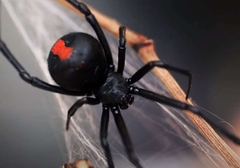 Opasni pauk ujeo Trebinjca: Prvi ujed crne udovice ove sezone