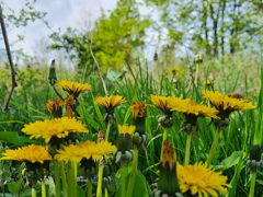 Djelimično sunčano