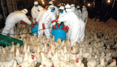 Slučajevi ptičije ili kokošije gripe mogući u BiH i regionu