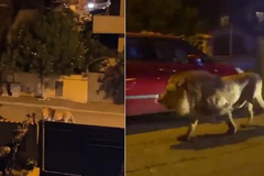 Pobjegao lav iz cirkusa (VIDEO)