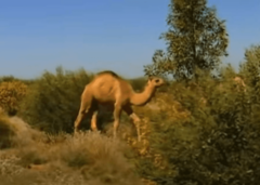 Htjela da napravi SELFI pa joj kamila iščupala PRAMEN KOSE