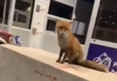 Nesvakidašnji prizor: Lisica na naplatnoj rampi auto-puta mirno sjedi i posmatra putnike (VIDEO)