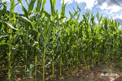 Suša prepolovila prinos kukuruza