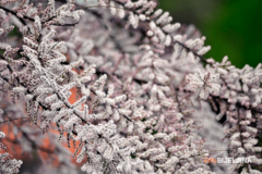 U bojama proljeća: Danas pretežno sunčano, ali malo svježije