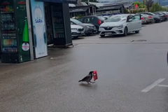 Milioni gledaju snimak iz Sarajeva: "Aj ti objasni šefu da je vrana ukrala" (VIDEO)