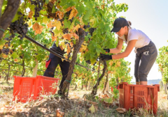 NOVE INVESTICIJE ZA NOVO ZLATO EU pomaže modernizaciju vinarstva u BiH