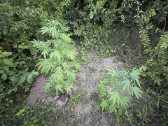 Zatečen sa tri stabljike indijske konoplje