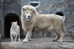 JEZIVO! Lavovi ubili muškarca u zoološkom vrtu