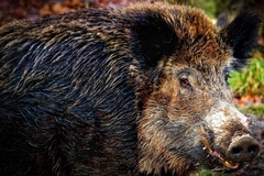 Krdo divljih svinja prošetalo Vogošćom (VIDEO)