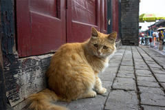 Policija spasila oko 1.000 mačaka iz kamiona na putu prema klaonici