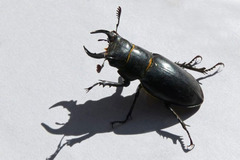 Apel građanima: Ako vidite ovu životinju, odmah javite