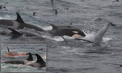 NAJVEĆI PREDATORSKI NAPAD NA SVIJETU Kitovi ubice počeli da love i najveću životinju na planeti (VIDEO)