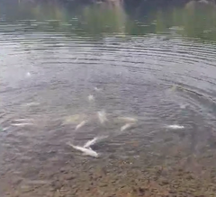 Uginule ribe plutaju Drinom prema Bijeljini