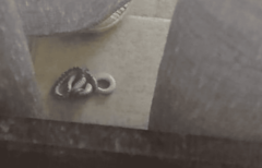 “Mislimo da imaju leglo u blizini” Mještani prijedorskog naselja Svale u STRAHU ZBOG ZMIJA