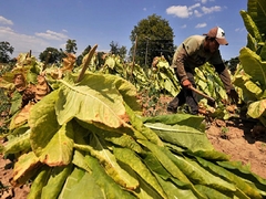 Tropske vrućine ubrzale žetvu duvana, ugrožen očekivani prinos