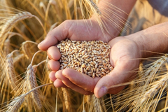 Cijena pšenice raste na berzama, Rusija njen najveći izvoznik