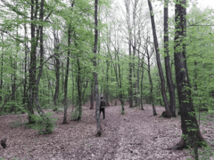 "POVEĆATI UDIO LIŠĆARA" Za pošumljavanje u Republici Srpskoj podesno 20 odsto goleti