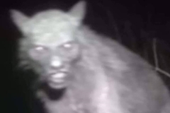 Fotografisao zvijer na imanju: Smatra da je to zloglasno biće (FOTO)