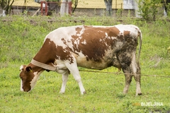 Marinković: Nekontrolisan uvoz dovodi do konačnog sloma stočarske proizvodnje