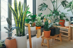 Najbolja mjesta u domu za biljke: Kako da prežive i budu svježe cijele godine