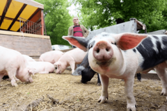 Prodaja prasetine pala za 50 odsto