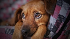 Veterinar otkrio šta ljubimci rade prije nego ih uspavaju?